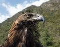 Berkut looks around. the golden eagle inspects the environment from his against the backdrop of the mountains Royalty Free Stock Photo