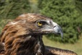 Berkut looks around. the golden eagle inspects the environment from his against the backdrop of the mountains Royalty Free Stock Photo