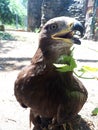 Berkut. Portrait of the Golden eagle - the most famous bird of prey of the hawk family. Beautiful wild bird in captivity. Royalty Free Stock Photo