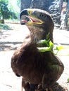 Berkut. Portrait of the Golden eagle - the most famous bird of prey of the hawk family. Beautiful wild bird in captivity. Royalty Free Stock Photo