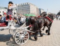 Brown horses, with a braided mane, harnessed to a carriage, near the Brandenburg Gate in Berlin, among the tourists