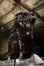 BERLIN, GERMANY - AUGUST 2, 2016 - A skeleton of tyrannosaurus at Natural history museum