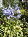 Hyacinthoides non-scripta is a bulbous perennial plant. Berlin, Germany. 