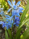 Hyacinthoides non-scripta, auch Englisches HasenglÃÂ¶ckchen, ist eine frÃÂ¼h blÃÂ¼hende Zwiebelpflanze. Germany Royalty Free Stock Photo