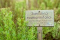 Santolina rosmarinifolia sign with plants on a sunny day the in Berlin Botanical Garden Royalty Free Stock Photo