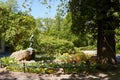 Mannekin Pis in the garden, Berlin zoo Royalty Free Stock Photo