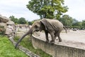 African elephant in Tierpark Berlin, Germany