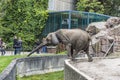 African elephant in Tierpark Berlin, Germany