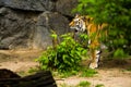 16.05.2019. Berlin, Germany. Zoo Tiagarden. A big adult tiger among greens. Wild cats and animals.