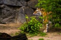 16.05.2019. Berlin, Germany. Zoo Tiagarden. A big adult tiger among greens. Wild cats and animals.