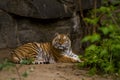 16.05.2019. Berlin, Germany. Zoo Tiagarden. A big adult tiger is lazy lies among greens. Wild cats and animals.