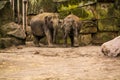 16.05.2019. Berlin, Germany. Zoo Tiagarden. The family of elephants walks across the territory and eat a grass.