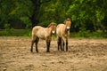 16.05.2019. Berlin, Germany. In the zoo Tiagarden the family of thoroughbred Przewalskis horse walks. Eat a grass.