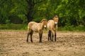 16.05.2019. Berlin, Germany. In the zoo Tiagarden the family of thoroughbred Przewalskis horse walks. Eat a grass.