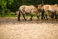 16.05.2019. Berlin, Germany. In the zoo Tiagarden the family of thoroughbred Przewalskis horse walks. Eat a grass.