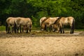 16.05.2019. Berlin, Germany. In the zoo Tiagarden the family of thoroughbred Przewalskis horse walks. Eat a grass.