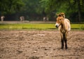 16.05.2019. Berlin, Germany. In the zoo Tiagarden the family of thoroughbred Przewalskis horse walks. Eat a grass.