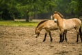 16.05.2019. Berlin, Germany. In the zoo Tiagarden the family of thoroughbred Przewalskis horse walks. Eat a grass.