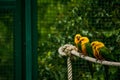 16.05.2019. Berlin, Germany. Zoo Tiagarden. Multi-colored and bright exotic parrots sit on rope. Yellow and green colors. Royalty Free Stock Photo