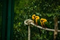 16.05.2019. Berlin, Germany. Zoo Tiagarden. Multi-colored and bright exotic parrots sit on rope. Yellow and green colors. Royalty Free Stock Photo