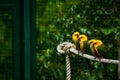 16.05.2019. Berlin, Germany. Zoo Tiagarden. Multi-colored and bright exotic parrots sit on rope. Yellow and green colors. Royalty Free Stock Photo