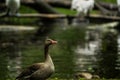 16.05.2019. Berlin, Germany. Zoo Tiagarden. The wild gray goose with a bright pink beak walks on a meadow near a pond.