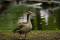16.05.2019. Berlin, Germany. Zoo Tiagarden. The wild gray goose with a bright pink beak walks on a meadow near a pond.