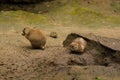 16.05.2019. Berlin, Germany. Zoo Tiagarden. Wild and red rodents of babak dig sand in search of food.