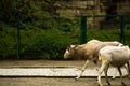 16.05.2019. Berlin, Germany. Zoo Tiagarden. Wild and white goats with twisted horns walk across the territory.