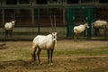 16.05.2019. Berlin, Germany. Zoo Tiagarden. Wild and white goats with twisted horns walk across the territory.