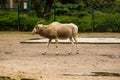 16.05.2019. Berlin, Germany. Zoo Tiagarden. Wild and white goats with twisted horns walk across the territory.