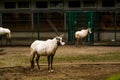 16.05.2019. Berlin, Germany. Zoo Tiagarden. Wild and white goats with twisted horns walk across the territory.