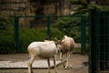 16.05.2019. Berlin, Germany. Zoo Tiagarden. Wild and white goats with twisted horns walk across the territory.