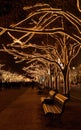 Berlin Under The Linden Trees christmas Royalty Free Stock Photo