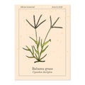Bermuda or Bahama grass Cynodon dactylon , medicinal plant