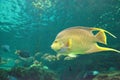 Bermuda blue angelfish Holacanthus bermudensis