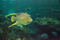 Bermuda blue angelfish Holacanthus bermudensis