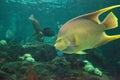 Bermuda blue angelfish Holacanthus bermudensis