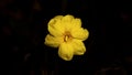 Bermuda Buttercup Flower