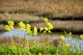 Bermuda buttercup flowers growing on the shorelines of San Francisco bay, California