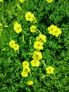 Bermuda buttercup: a species of Wood sorrels, its botanical name is Oxalis pes-caprae. Royalty Free Stock Photo