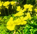 Bermuda buttercup. blooming in the morning.