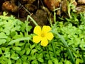 Bermuda buttercup. One small yellow flower.