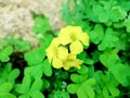 Bermuda buttercup, a species of Wood sorrels, its botanical name is Oxalis pes-caprae. Royalty Free Stock Photo