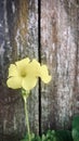 Bermuda buttercup with wooden fence background.