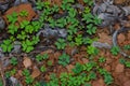 Bermuda buttercups.