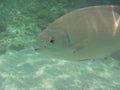 Bermuda Chub Royalty Free Stock Photo