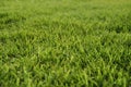 Bermuda grass