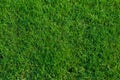 Bermuda grass background.