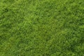 Bermuda grass top view